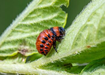 DIY Garden Bug Repellents That Work: Organic Solutions for a Pest-Free Yard