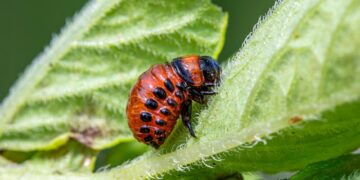 DIY Garden Bug Repellents That Work: Organic Solutions for a Pest-Free Yard