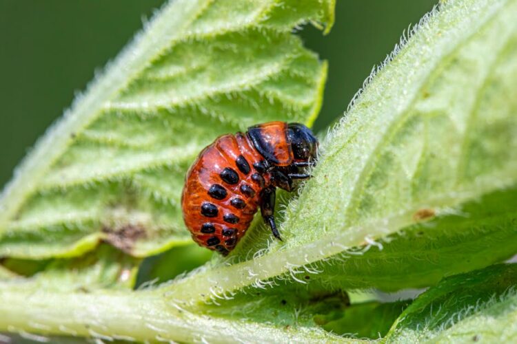 DIY Garden Bug Repellents That Work: Organic Solutions for a Pest-Free Yard