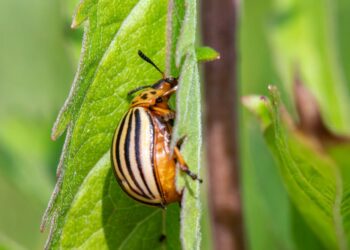 Unlock the Power of Nature: Effective Natural Solutions for Garden Fungal Infections