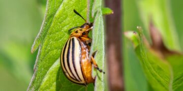 Unlock the Power of Nature: Effective Natural Solutions for Garden Fungal Infections