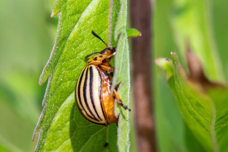 Unlock the Power of Nature: Effective Natural Solutions for Garden Fungal Infections