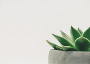 Unlock the Secrets of Clay Soil for Thriving Garden Plants
