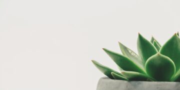 Unlock the Secrets of Clay Soil for Thriving Garden Plants