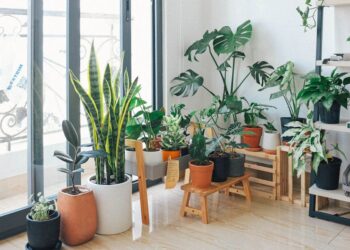 Maximizing Your Living Space: Tips for Space-Saving Indoor Gardening
