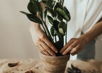 Unlocking Your Garden's Potential: The Essential Guide to Pruning Shears