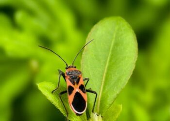 Unlock Your Garden's Potential with Natural Bug Repellents