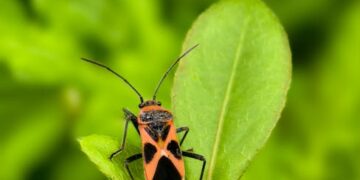 Unlock Your Garden's Potential with Natural Bug Repellents