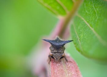 Discover the Best Disease-Resistant Garden Plants for a Healthy Yard