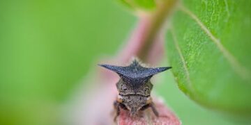 Discover the Best Disease-Resistant Garden Plants for a Healthy Yard