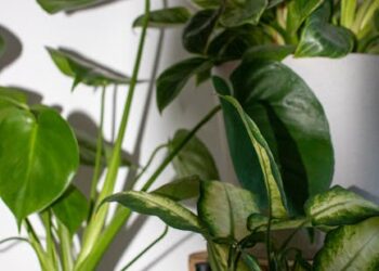 Ultimate Guide to Starting Your Indoor Herb Garden: Tips & Tricks for Beginners