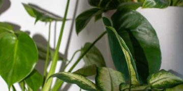 Ultimate Guide to Starting Your Indoor Herb Garden: Tips & Tricks for Beginners