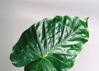 Maximize Your Space with Essential Indoor Gardening Supplies