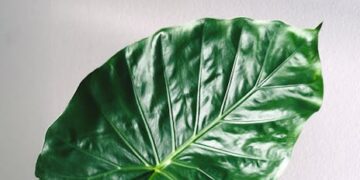 Maximize Your Space with Essential Indoor Gardening Supplies