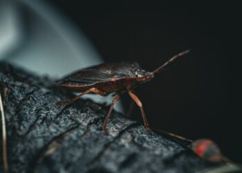 Unlocking the Secrets of Organic Garden Pest Control: Natural Methods That Work