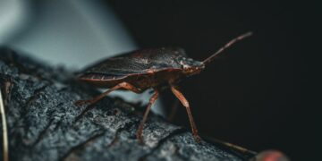 Unlocking the Secrets of Organic Garden Pest Control: Natural Methods That Work