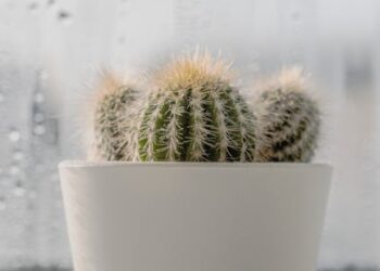 Transform Your Home with These Essential Indoor Gardening Tips