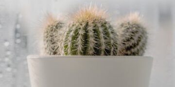 Transform Your Home with These Essential Indoor Gardening Tips