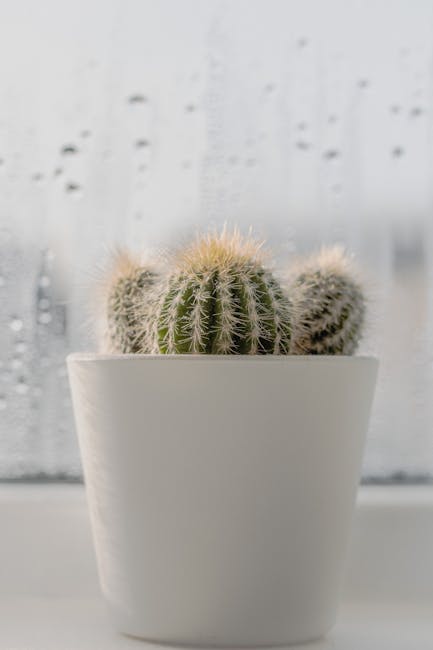 Transform Your Home with These Essential Indoor Gardening Tips