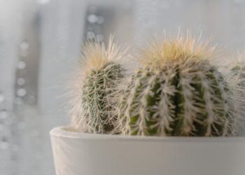Maximize Your Indoor Garden Success with the Right Plant Light