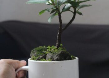 Transform Your Home with These Indoor Garden Design Ideas