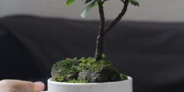 Transform Your Home with These Indoor Garden Design Ideas