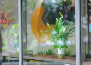Essential Indoor Plant Care Tips for Thriving Houseplants