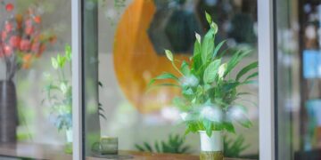Essential Indoor Plant Care Tips for Thriving Houseplants