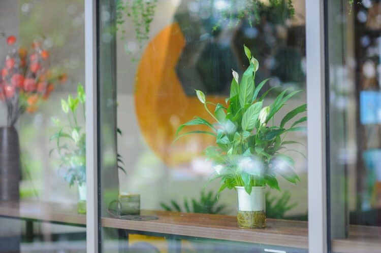 Essential Indoor Plant Care Tips for Thriving Houseplants