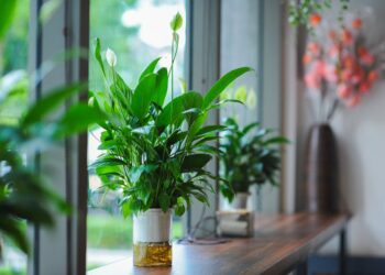 Unlock the Secrets of Thriving Houseplants: Care Tips for Beginners