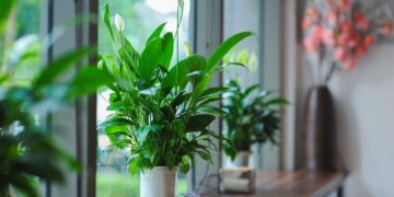 Unlock the Secrets of Thriving Houseplants: Care Tips for Beginners
