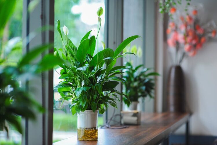Unlock the Secrets of Thriving Houseplants: Care Tips for Beginners