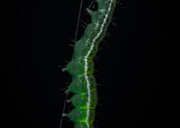 Top Tips to Prevent and Treat Garden Fungal Infections