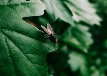 Master Garden Weed Control with These Eco-Friendly Techniques