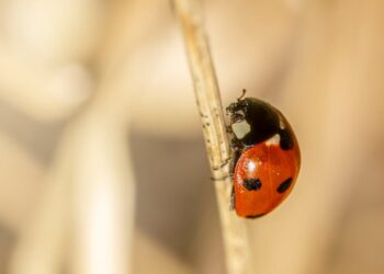 Master Your Garden: A Step-by-Step Garden Weed Control Guide for Beginners
