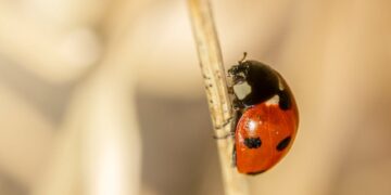 Master Your Garden: A Step-by-Step Garden Weed Control Guide for Beginners