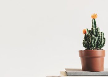 Green Thumb Magic: How Plant Care Tips Can Transform Your Home