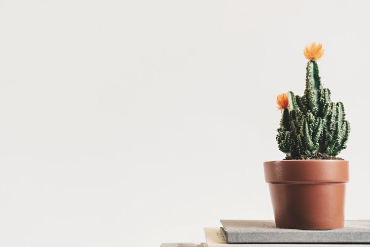 Green Thumb Magic: How Plant Care Tips Can Transform Your Home