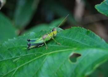 Unlocking Effective Garden Pest Management Strategies: A Comprehensive Guide