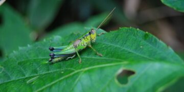 Unlocking Effective Garden Pest Management Strategies: A Comprehensive Guide
