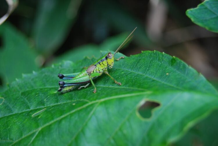 Unlocking Effective Garden Pest Management Strategies: A Comprehensive Guide