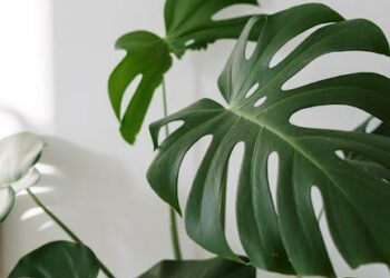 Discover the Best Air-Purifying Houseplants for a Fresher Home