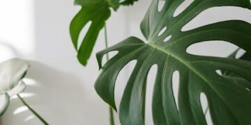 Discover the Best Air-Purifying Houseplants for a Fresher Home