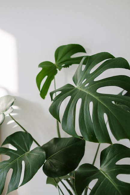 Discover the Best Air-Purifying Houseplants for a Fresher Home