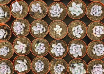 eco-friendly gardening