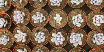 eco-friendly gardening