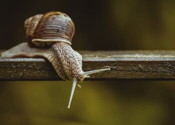 Mastering Garden Disease Treatment: Effective Solutions for Healthy Plants