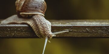 Mastering Garden Disease Treatment: Effective Solutions for Healthy Plants