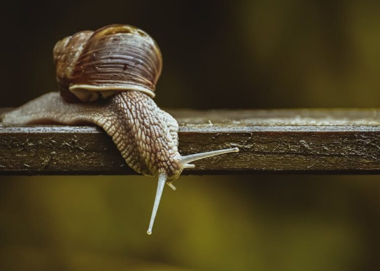 Mastering Garden Disease Treatment: Effective Solutions for Healthy Plants