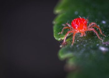 Top Garden Infestation Solutions: How to Save Your Plants Naturally